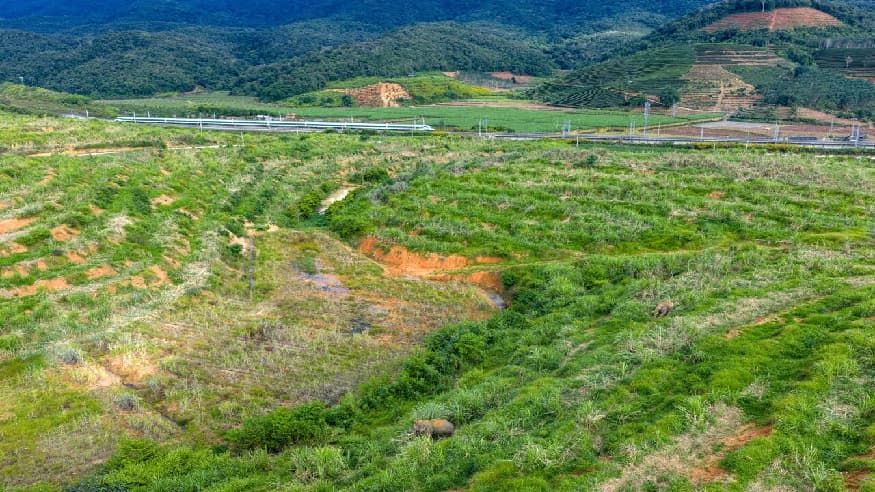 罕见！这条跨国铁路，为野象开辟专属通道！