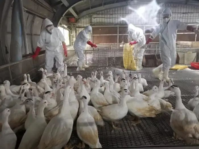 台湾宜兰发现H5N1亚型高病原禽流感疫情,紧急全场扑杀5010只种鸭。图片来源:台湾联合新闻网 动植物防疫所提供 图片